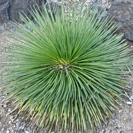 Agave Geminifloria - Small Starter