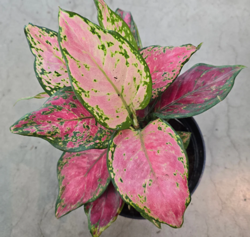 Aglaonema Lucky Red - Small Starter