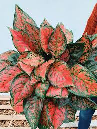 Aglaonema Valentine Red - Small Starter