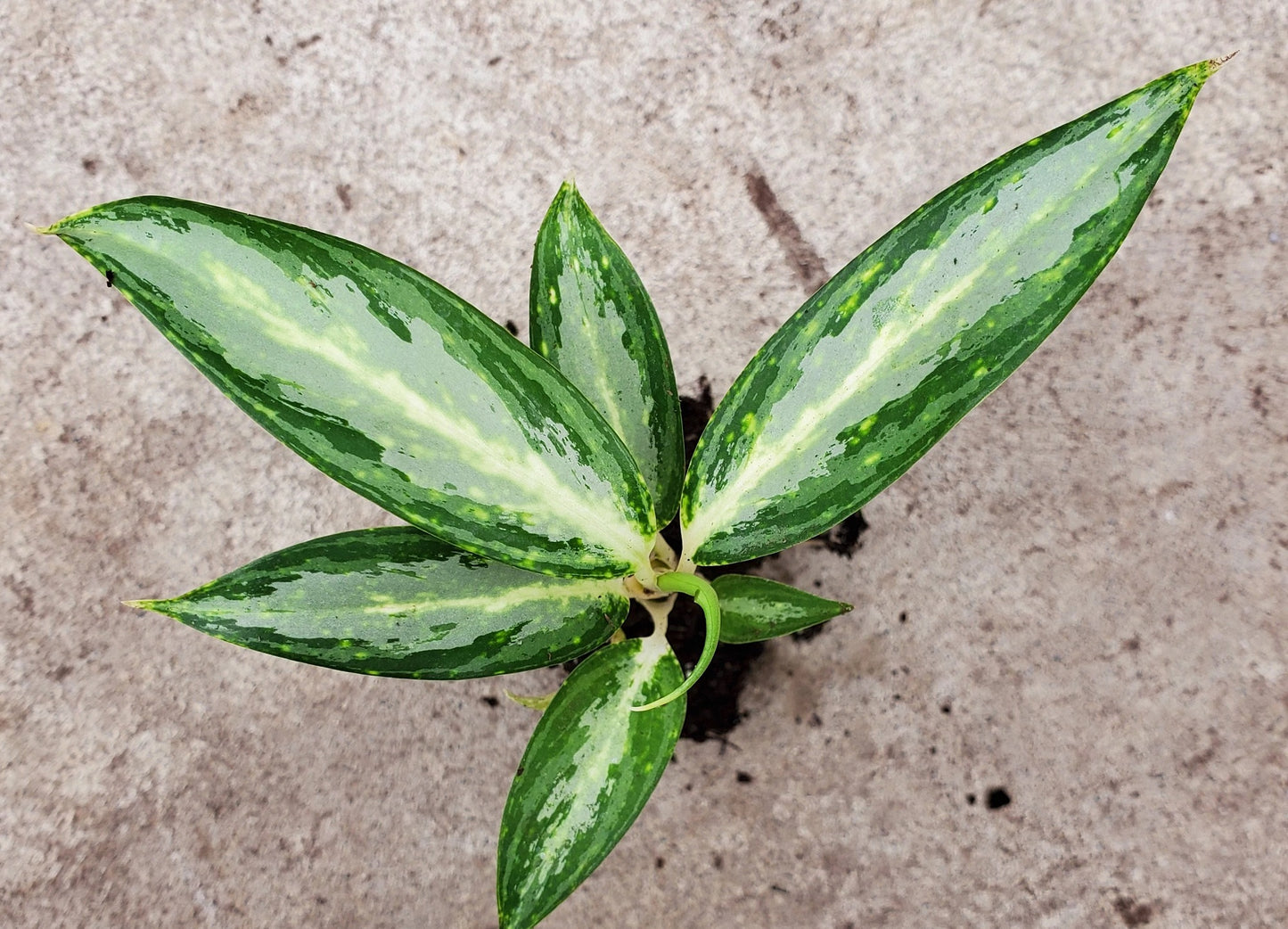 Aglaonema White Rain - Small Starter