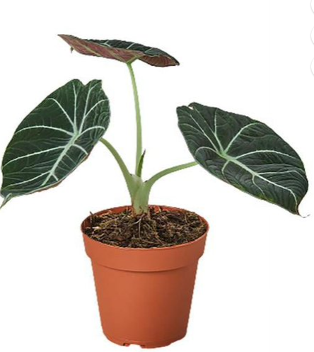 Alocasia Black Velvet - Small Starter