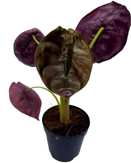 Alocasia Cuprea Red Secret - Small Starter