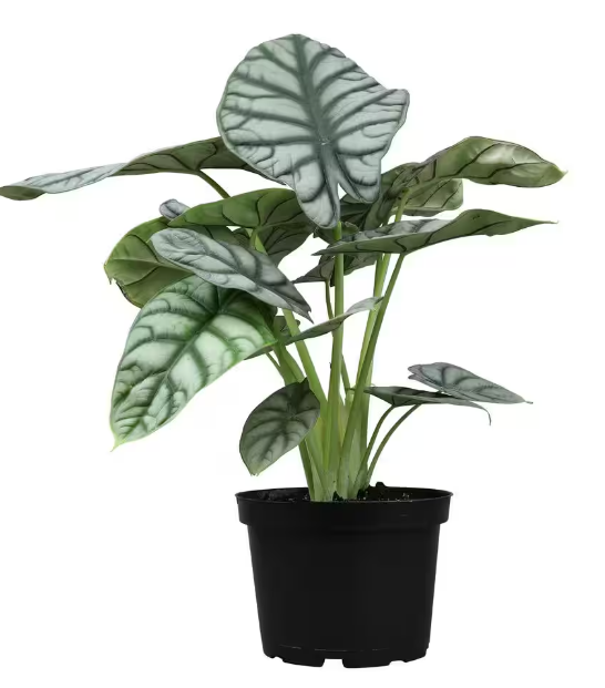 Alocasia Dragonscale - Small Starter