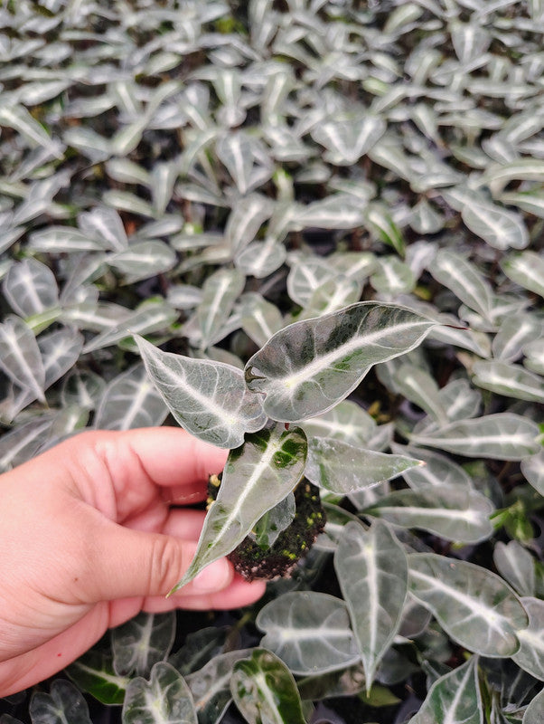 Alocasia Fairy - Small Starter