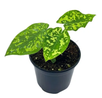 Alocasia Hilo Beauty - Small Starter