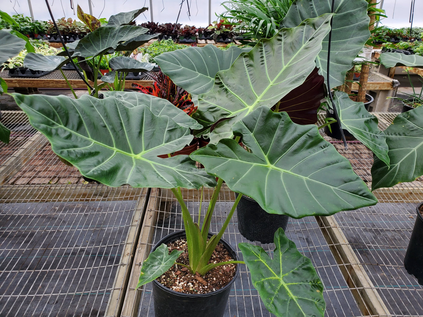 Alocasia Mayan Mask - Small Starter