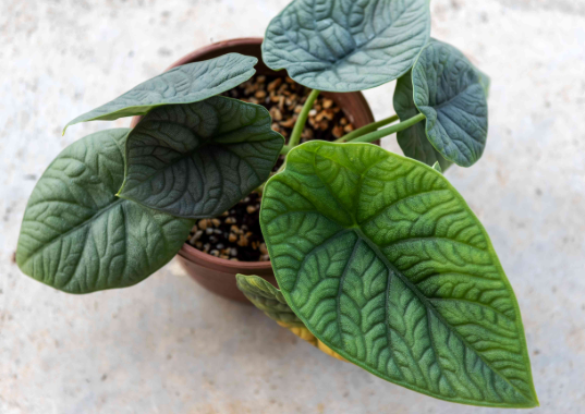 Alocasia Melo - Small Starter
