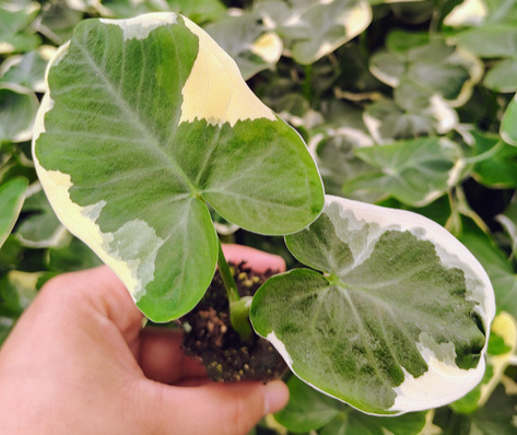 Alocasia Mickey Mouse - Small Starter