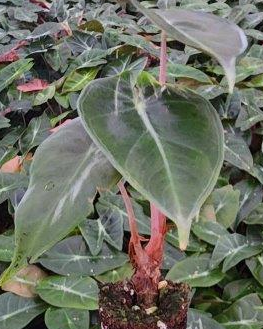 Alocasia Pink Princess - Small Starter