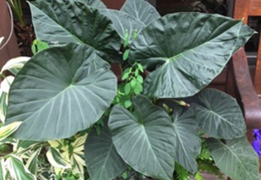 Alocasia regal Shield