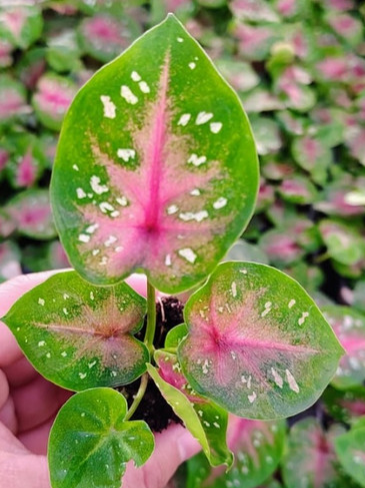 Caladium Camilla - Small Starter