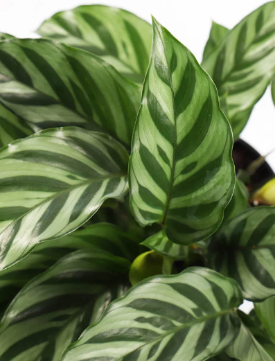 Calathea Freddie - Small Starter