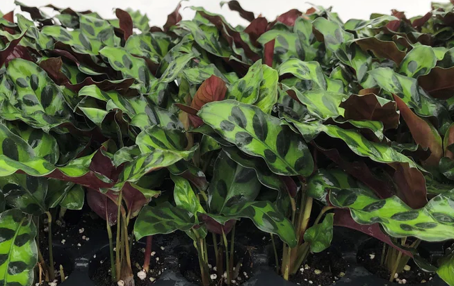 Calathea Lancifolia - Small Starter