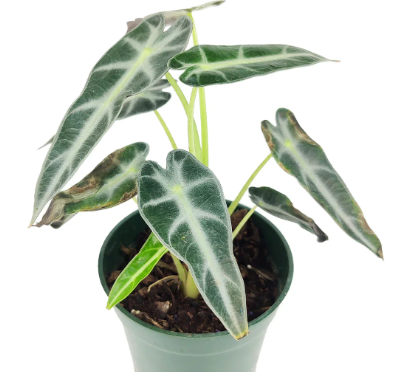 Alocasia