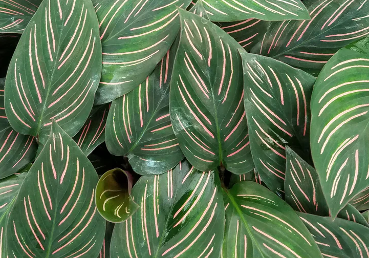 Calathea