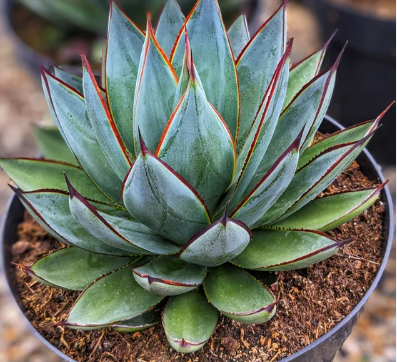 Agave Blue Glow - Small Starter