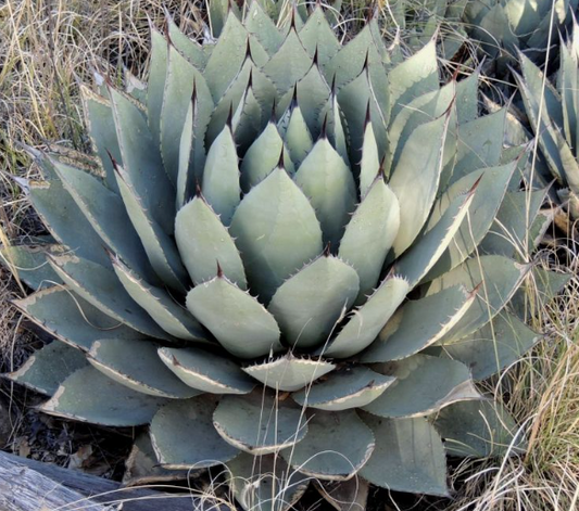 Agave parryi 'J.C. Raulston' 42 Agave parryi 'J.C. Raulston Agave parryi 'J.C. Raulston' 42 Agave parryi 'J.C. Raulston