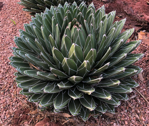 Agave Victoria Reginae Porcupine - Small Starter