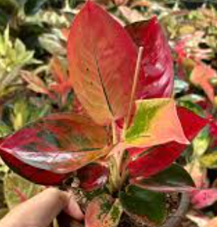 Aglaonema Red Diamond - Small Starter