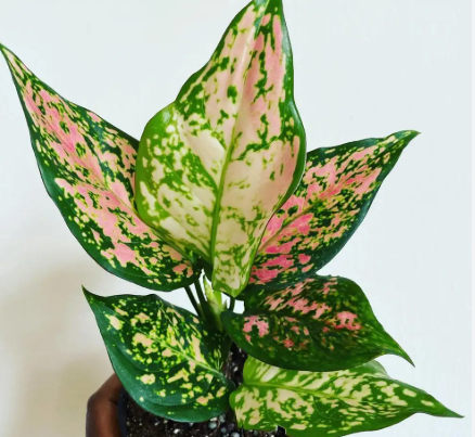 Aglaonema Favonian - Small Starter
