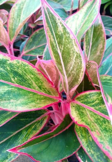 Aglaonema Siam Aurora - Small Starter
