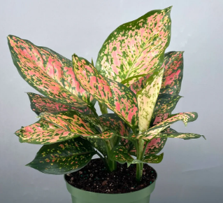 Aglaonema Wishes - Small Starter