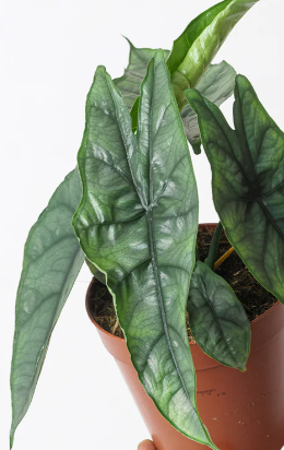 Alocasia Dragons Breath - Small Starter