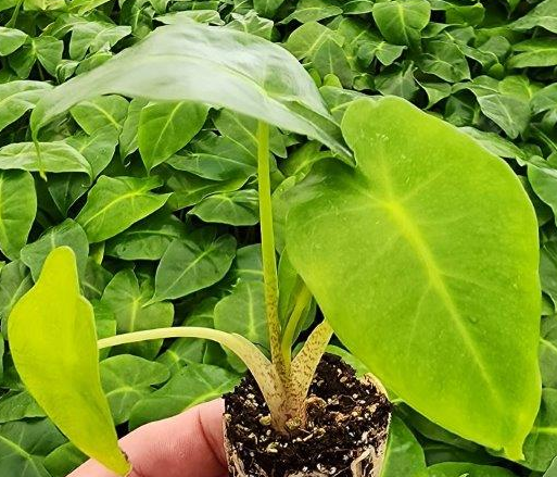 Alocasia Lime - Small Starter