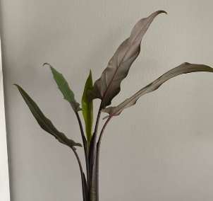 Alocasia Purple Sword - Small Starter