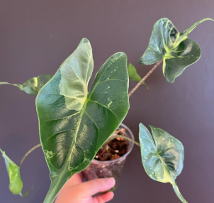 Alocasia Stingray