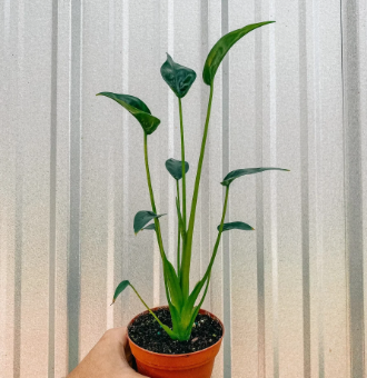 Alocasia Tiny Dancer - Small Starter