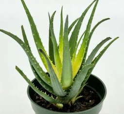 Aloe Solar Flare - Small Starter