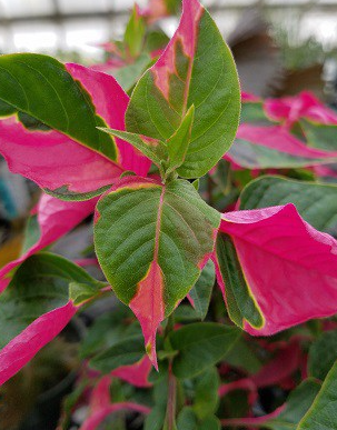 Alternanthera Party Time - Small Starter