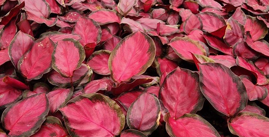 Calathea Crimson - Small Starter