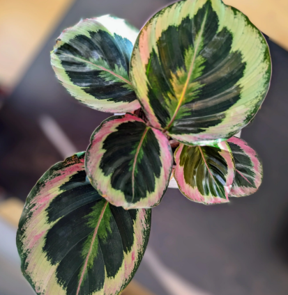 Calathea Dottie - Small Starter